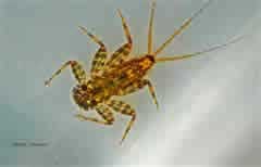sfemoratum